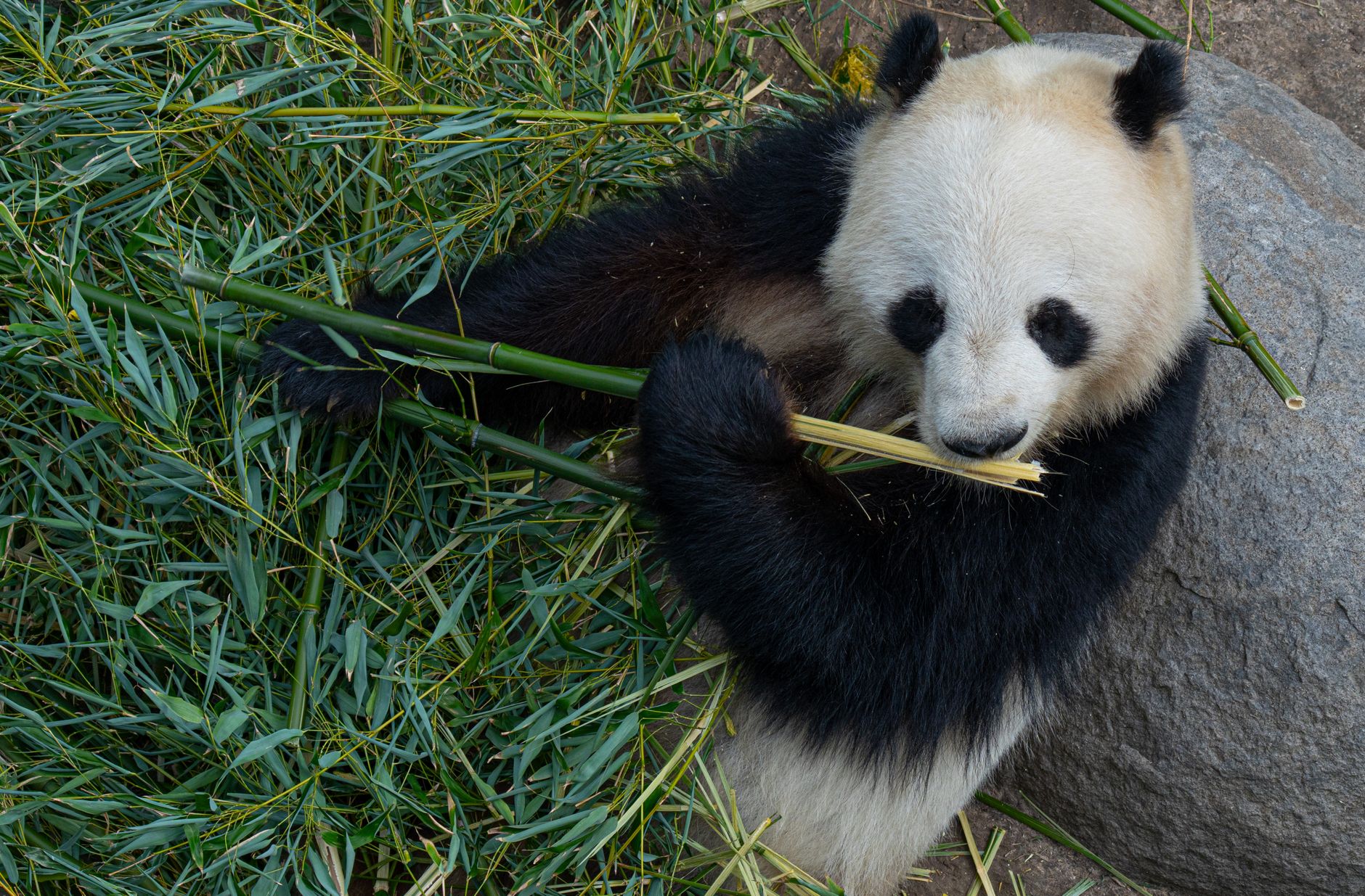 Chengdu Panda Base Guide