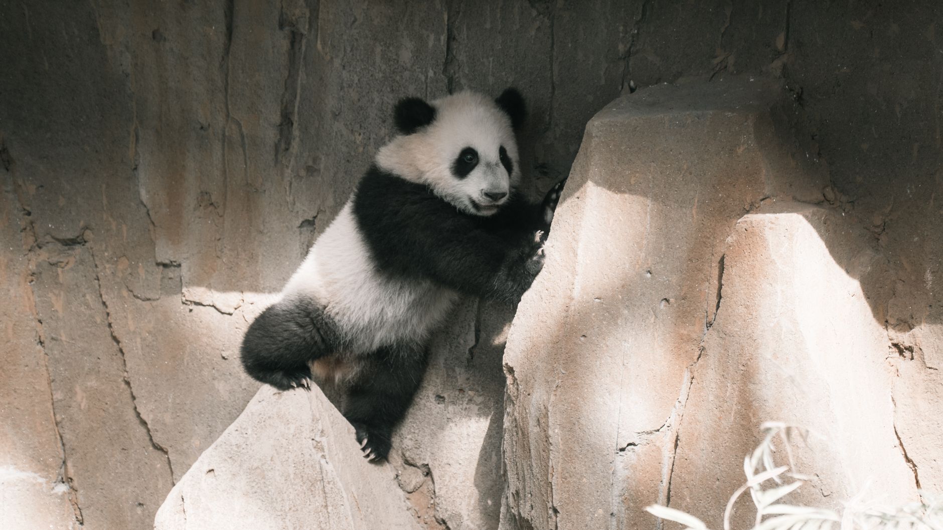 What Is the Chengdu Research Base of Giant Panda Breeding?