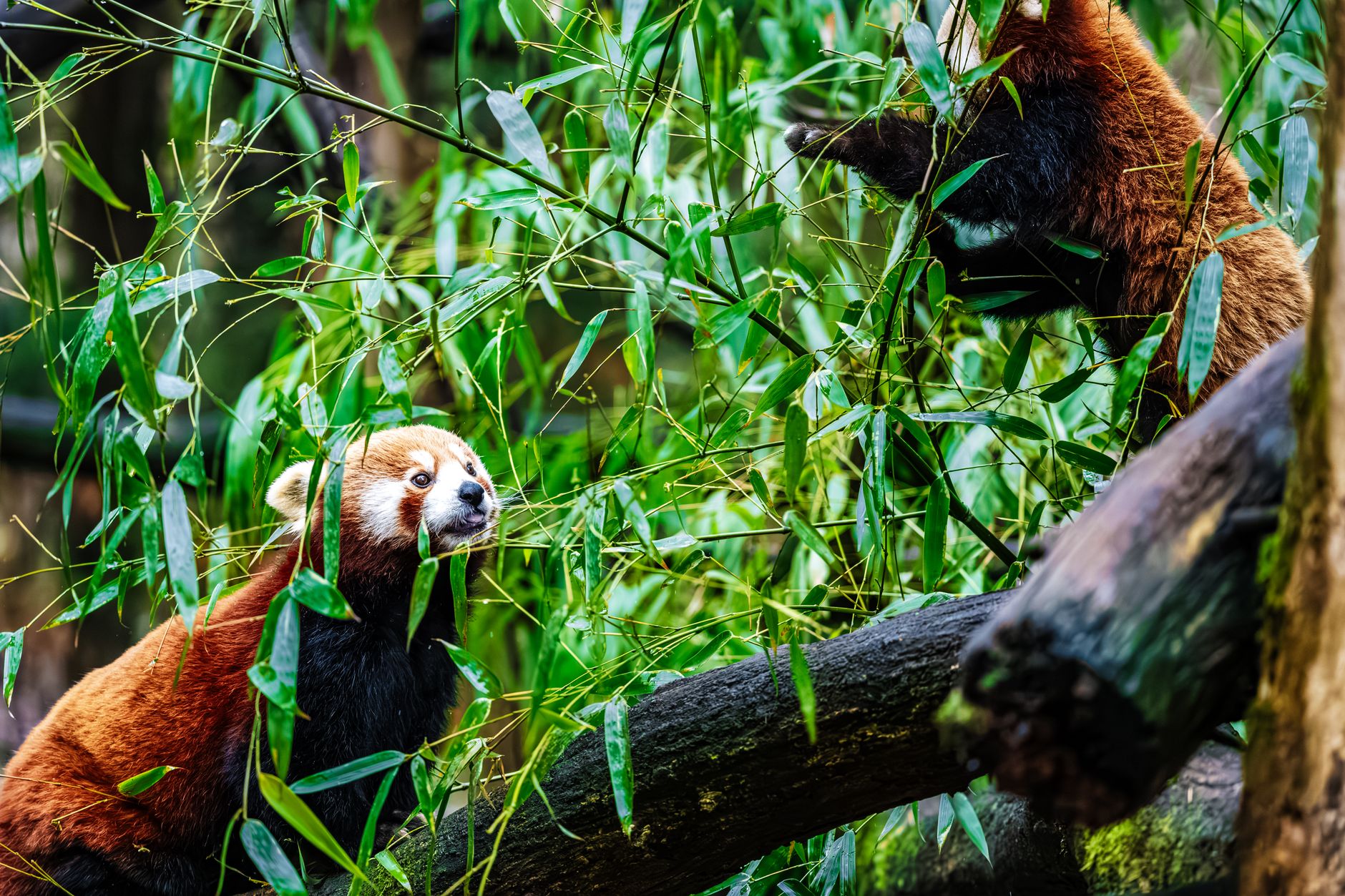 Baby Panda Nursery: The Moonlight Birth Center
