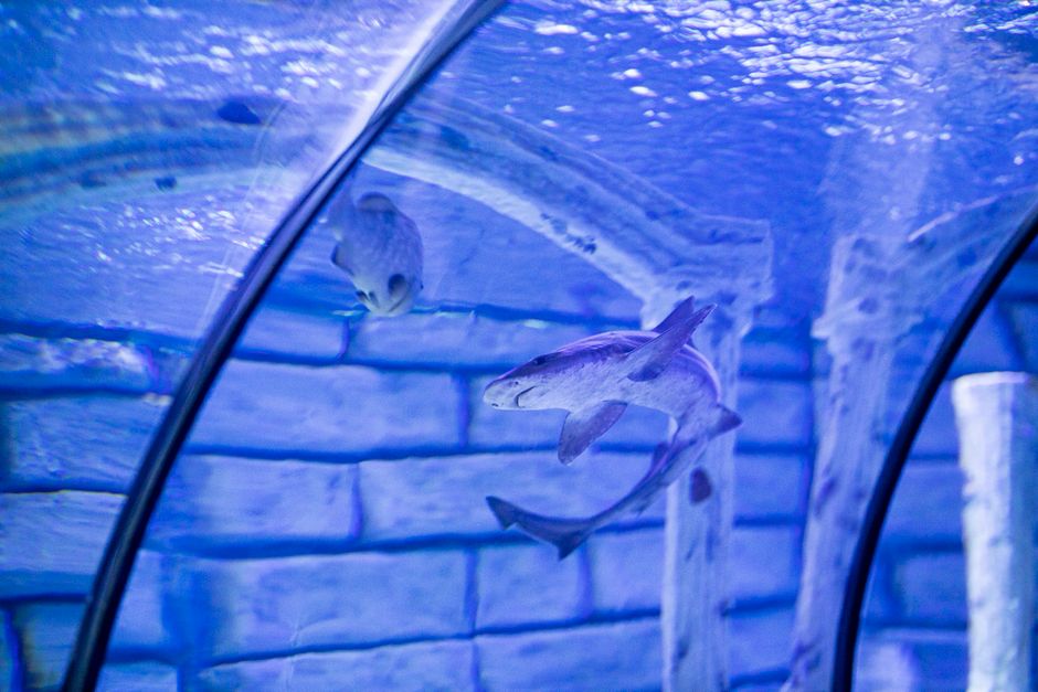 COEX Aquarium Seoul underwater tunnel with sharks