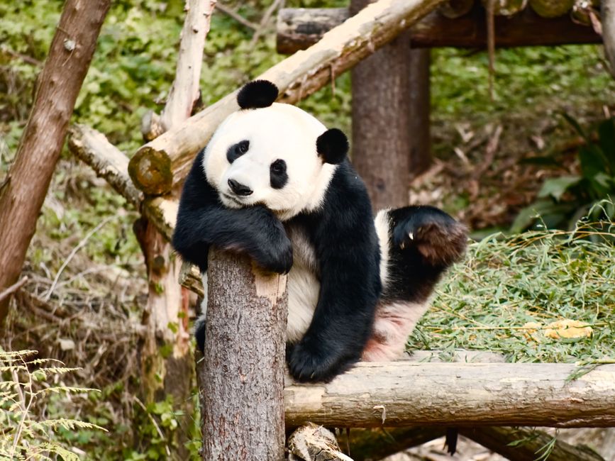 Is Chengdu worth visiting in 2026?
