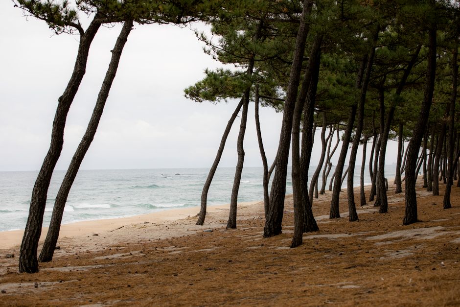 Is Gangneung worth visiting in 2026?