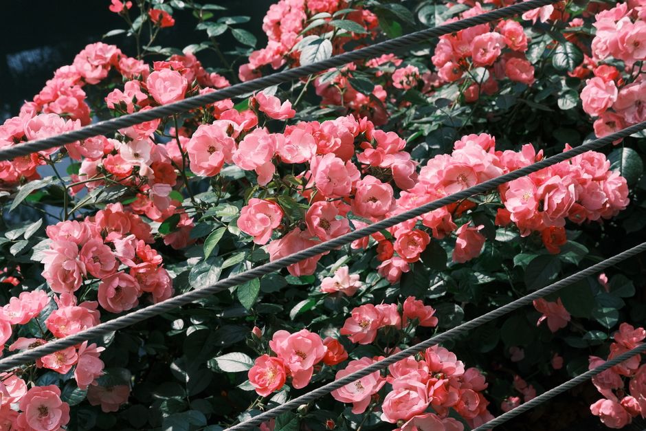 LED rose garden at DDP Seoul with silver flowers lit up