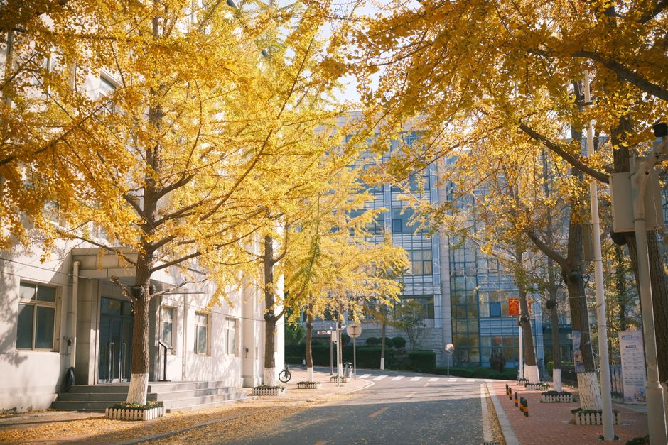 Samcheongdong Seoul street autumn ginkgo trees gallery windows