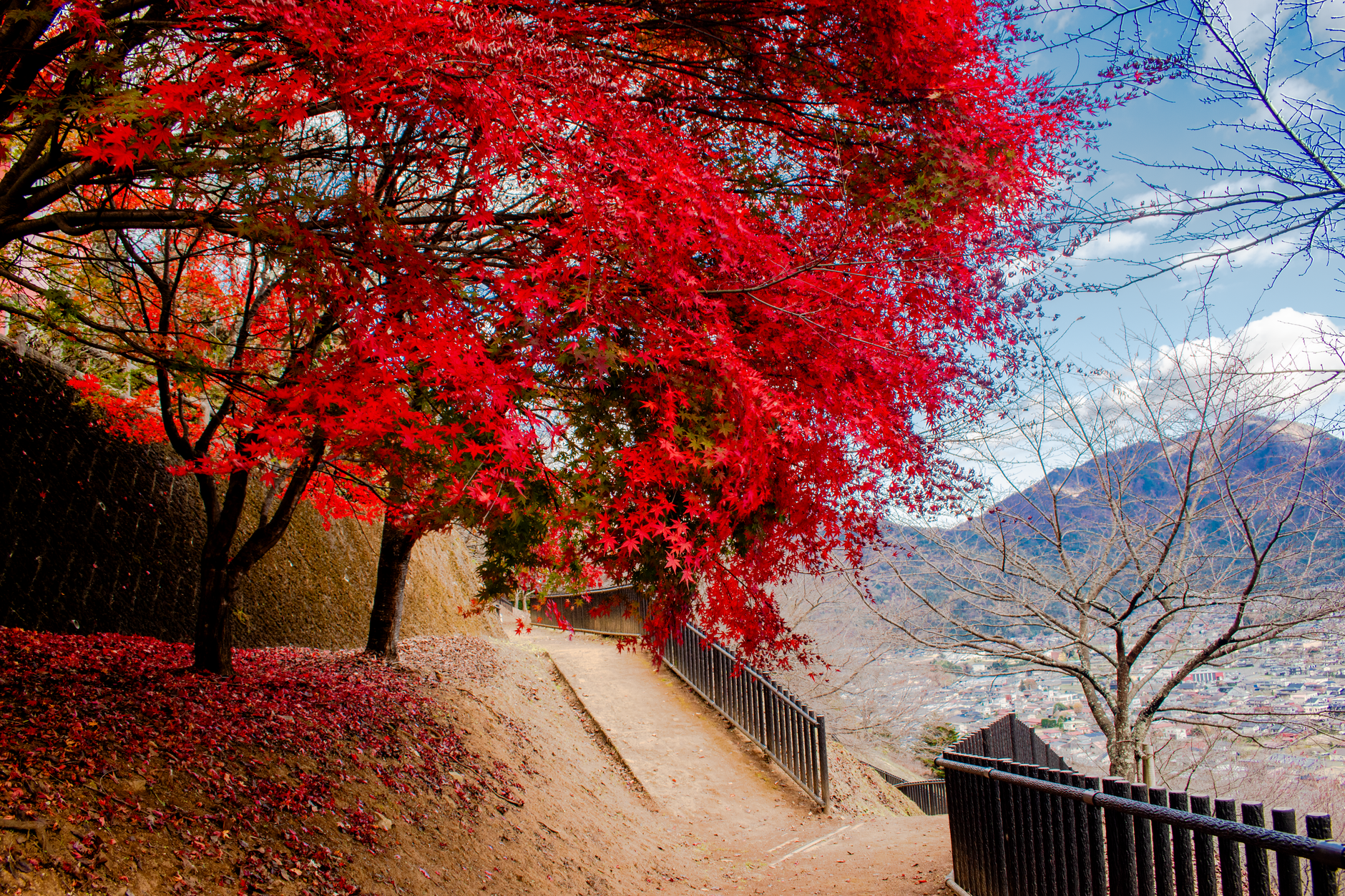 Seoul autumn foliage mountain with colorful maple trees along trail