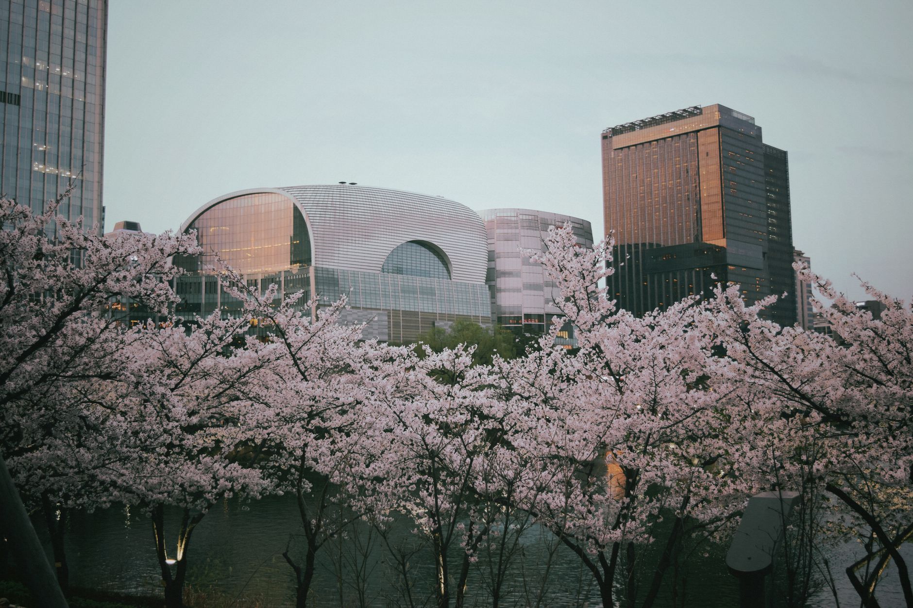Cherry blossoms in Seoul in spring