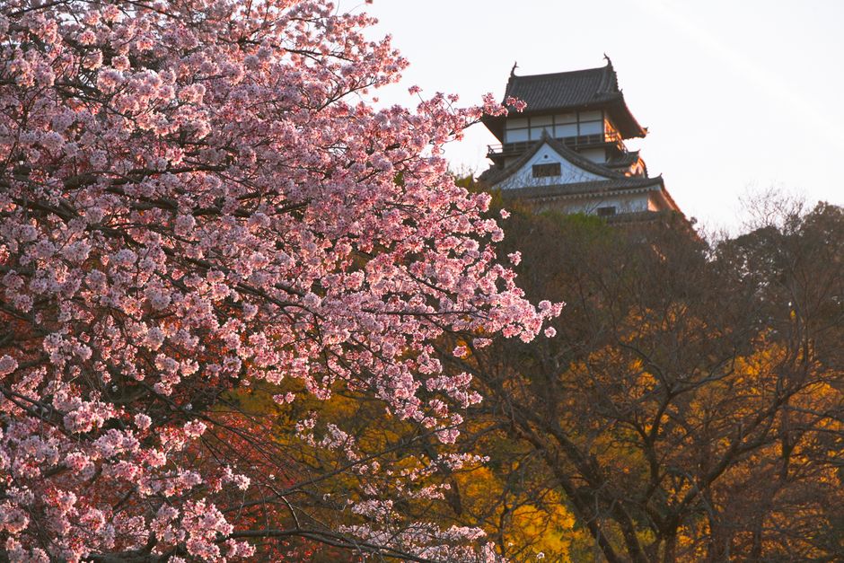 Best Hanami Spots by City: Where Locals Actually Go