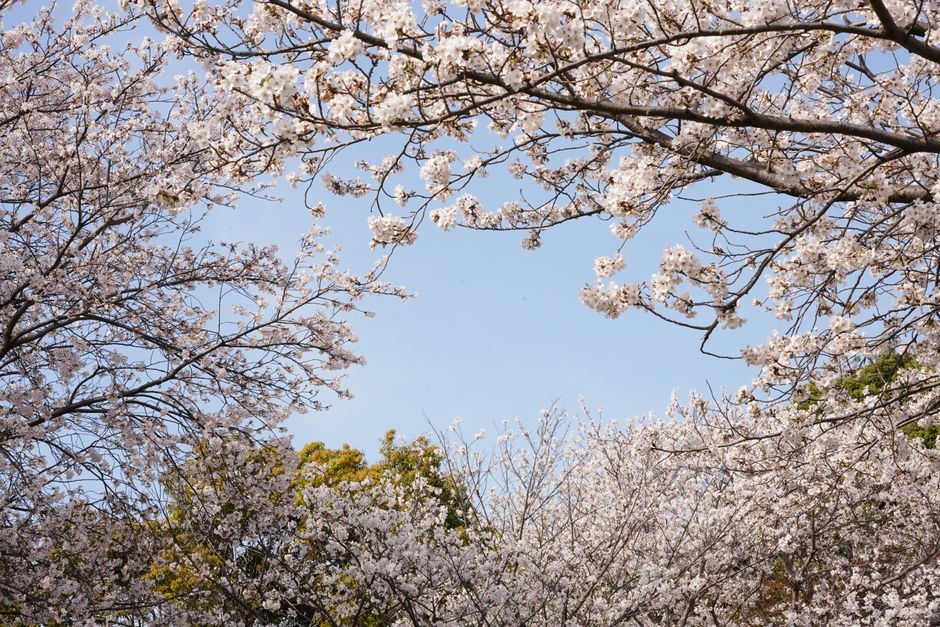 Japan Cherry Blossom Forecast 2026