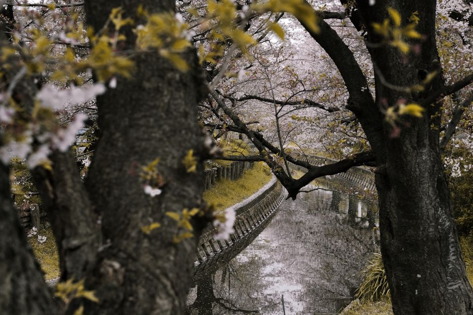 Japan Cherry Blossom Forecast 2026