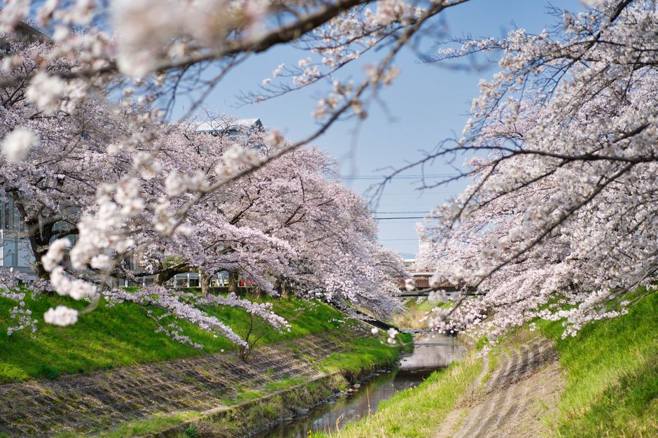Japan Cherry Blossom Forecast 2026